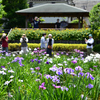 東京散策～葛飾区堀切菖蒲園10