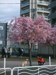 東京散策～大横川の河津桜2026_08