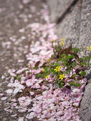 落桜のベッドに憩うカタバミ