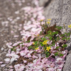落桜のベッドに憩うカタバミ
