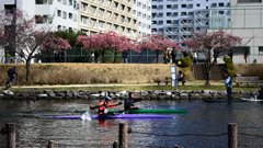 東京散策～旧中川の河津桜01