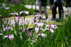 東京散策～葛飾区堀切菖蒲園07