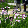 東京散策～葛飾区堀切菖蒲園07