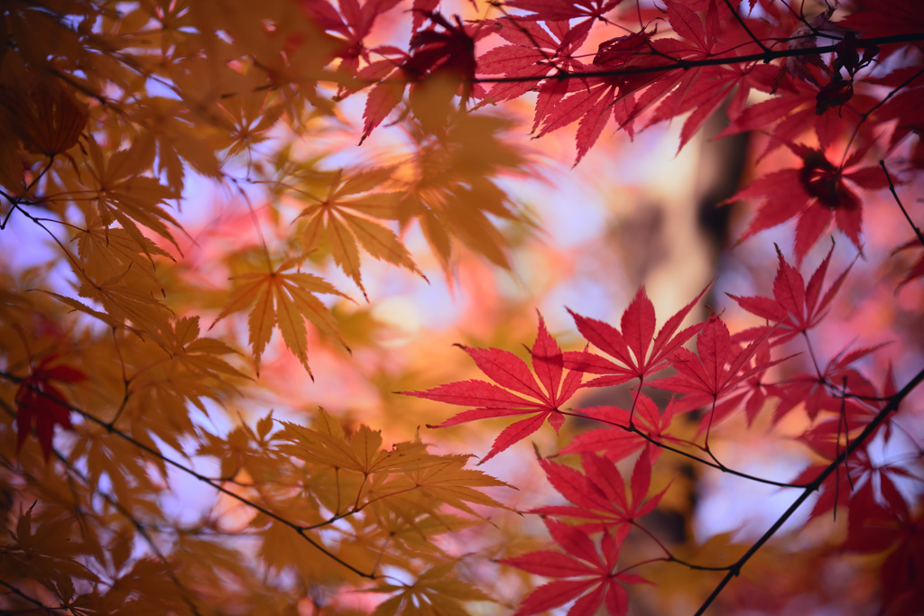 紅葉と黄葉01