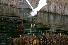 東京散策～江戸川区行船公園06