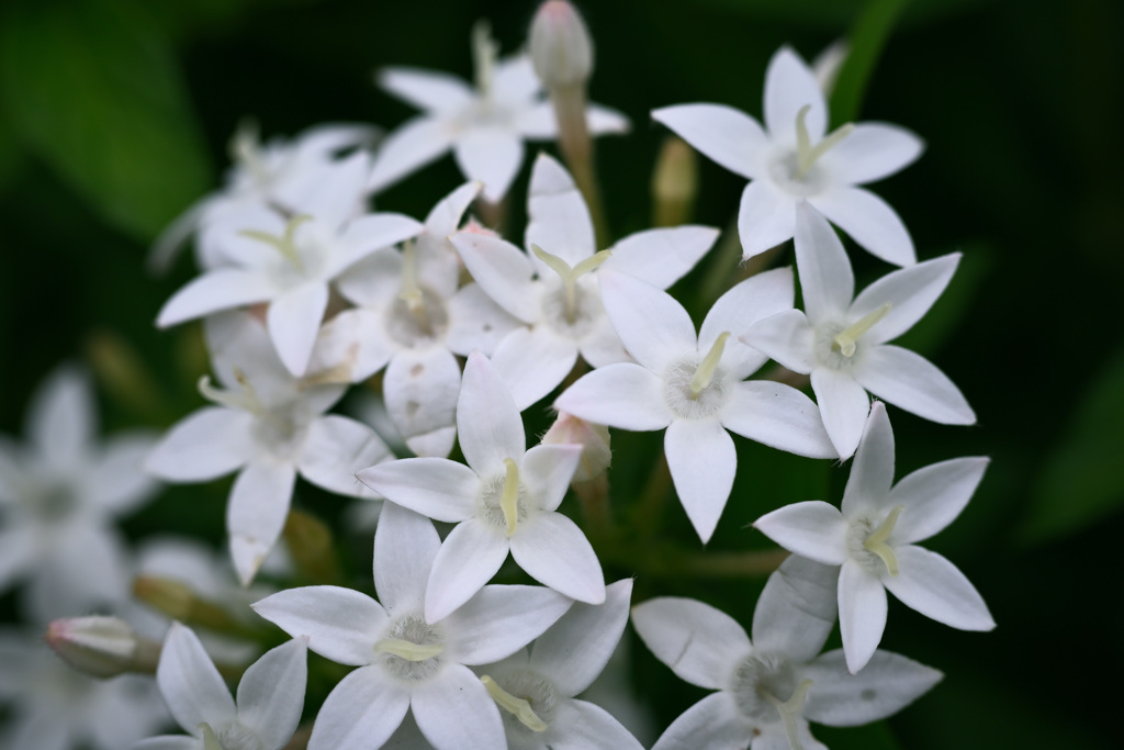 木場公園の植物「ペンタス」