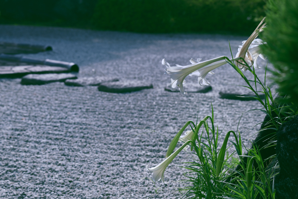 日本庭園に咲く花