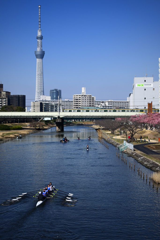 東京散策～旧中川の河津桜03