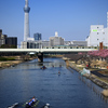 東京散策～旧中川の河津桜03