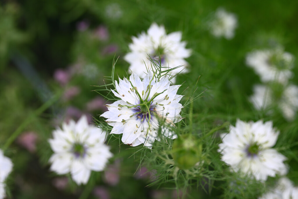 木場公園の植物05