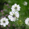 木場公園の植物05