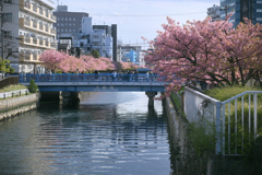東京散策～大横川の河津桜2026_06