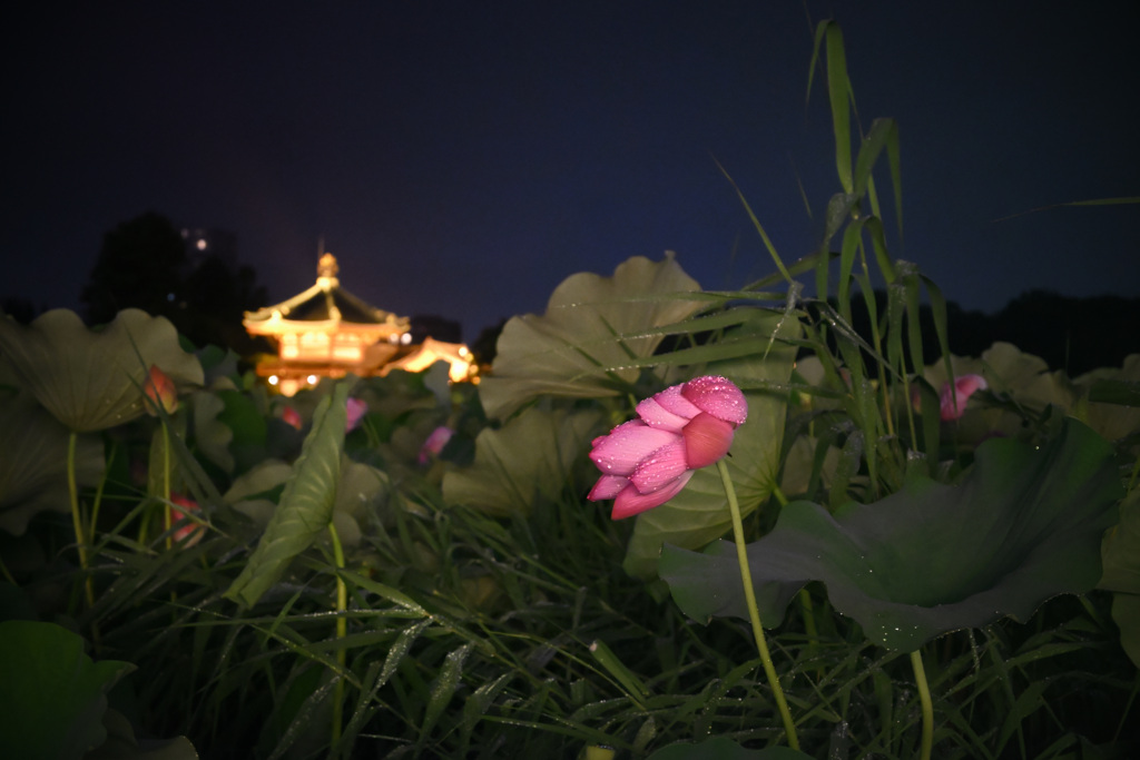 夜の不忍池弁天堂09