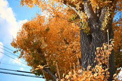 東京散策～江東区砂町58