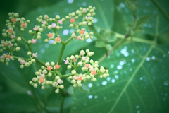 ヤブガラシの雫