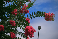 百日紅の花芽