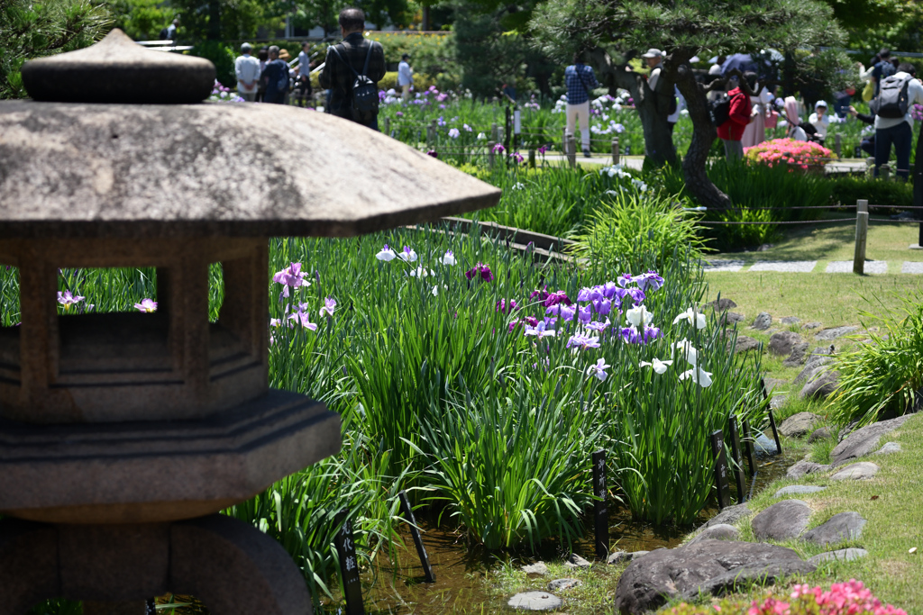 東京散策～葛飾区堀切菖蒲園01