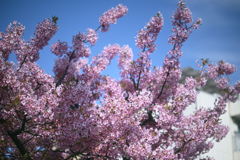 東京散策～大横川の河津桜2026_03