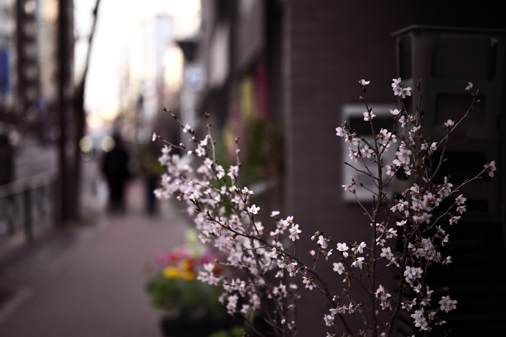 東京散策～文京区湯島19