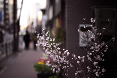 東京散策～文京区湯島19