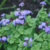 木場公園の植物「アゲラタム」