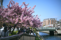 東京散策～大横川の河津桜2026_02