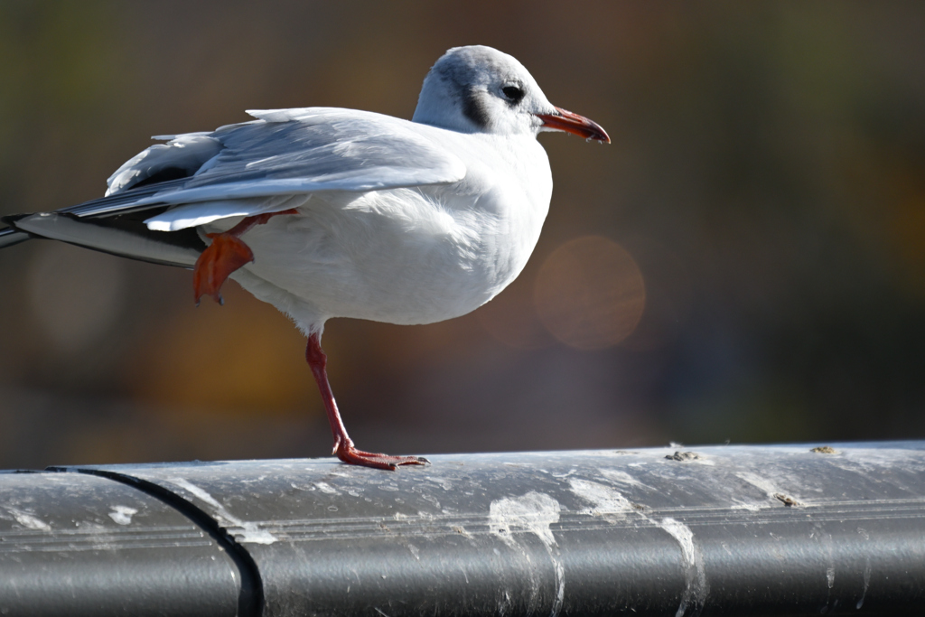 東京散策～江戸川区臨海町09