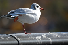 東京散策～江戸川区臨海町09