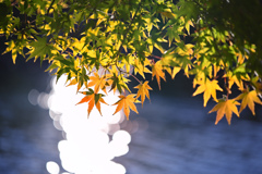 水面に揺れる淡い紅葉