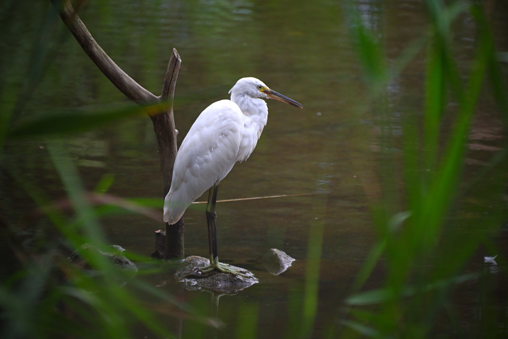 東京散策～葛西臨海公園18