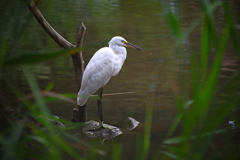 東京散策～葛西臨海公園18