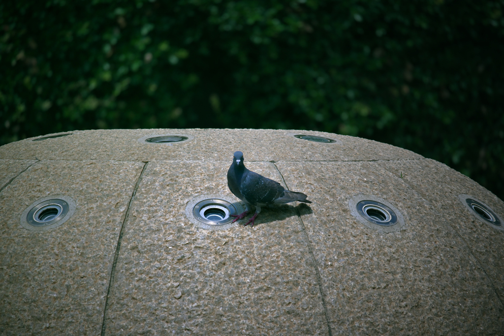 噴水の水の出待ちをする鳩