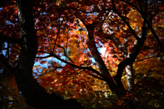 街の紅葉2024 01