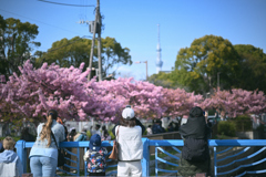 東京散策～大横川の河津桜2026_07