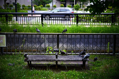 鳩と触れ合えるベンチ