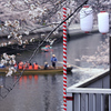 東京散策～お江戸深川さくらまつり2025_01