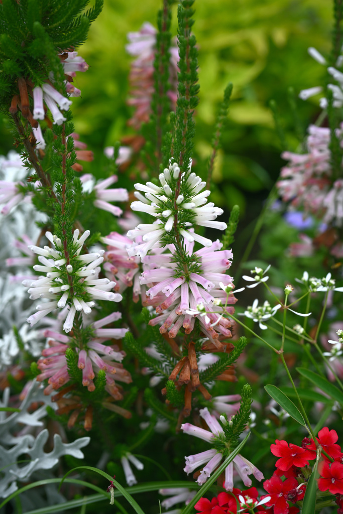 木場公園の植物「エリカ・コロランス」