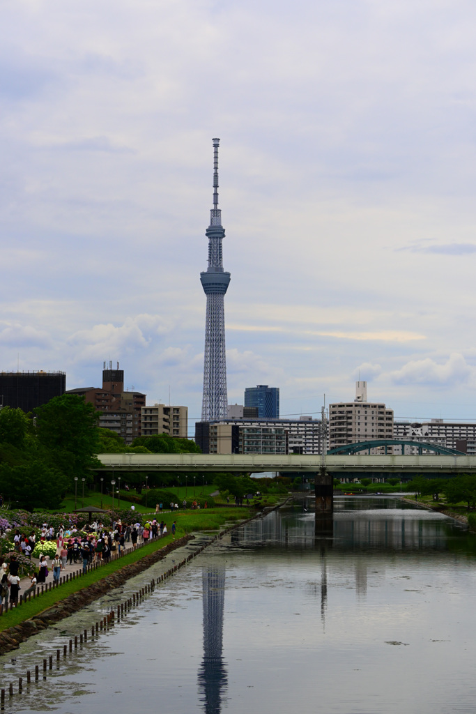 旧中川あじさい祭り2024(の一週間後・・・)04
