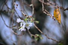 豊洲の十月桜01