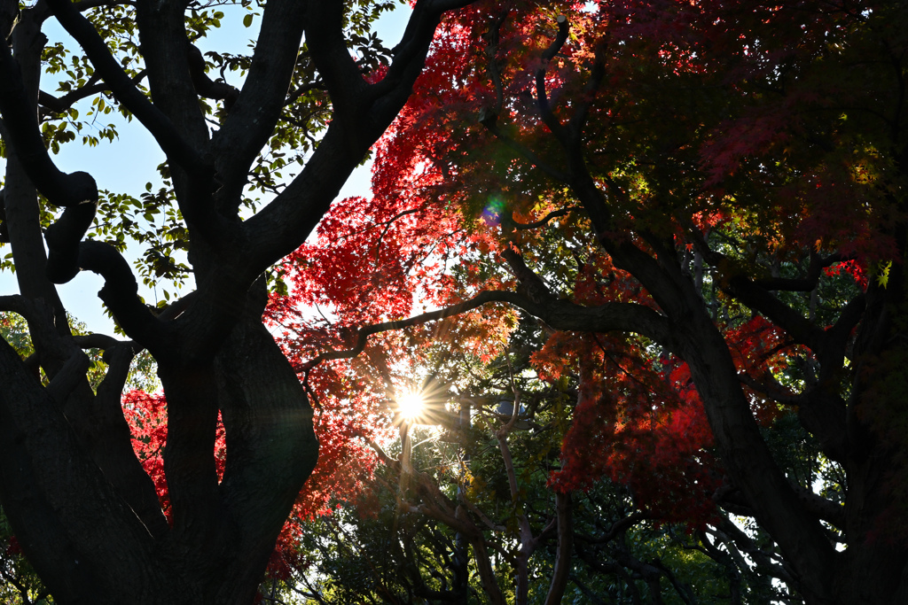 街の紅葉2024 07