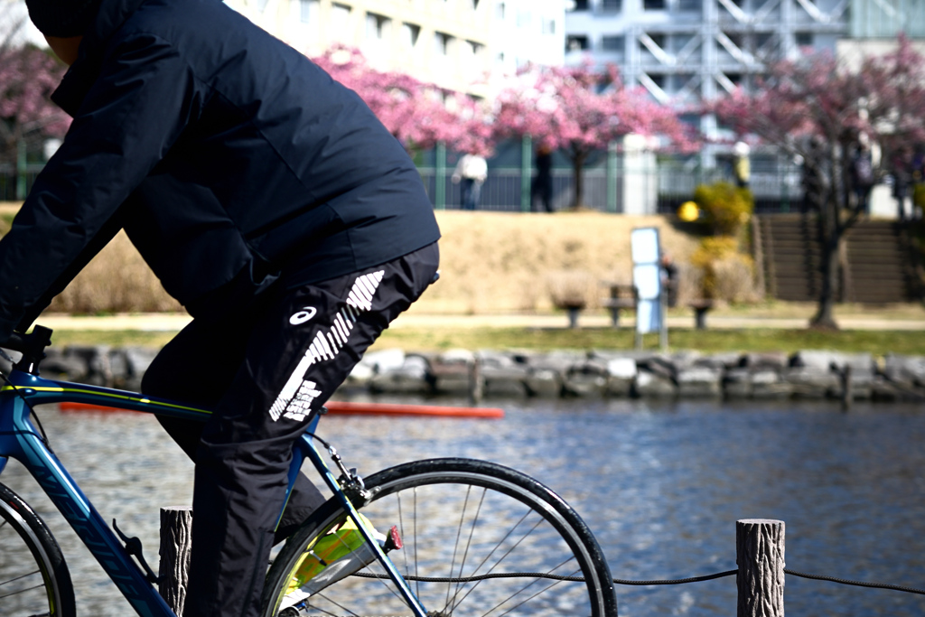 東京散策～旧中川の河津桜05