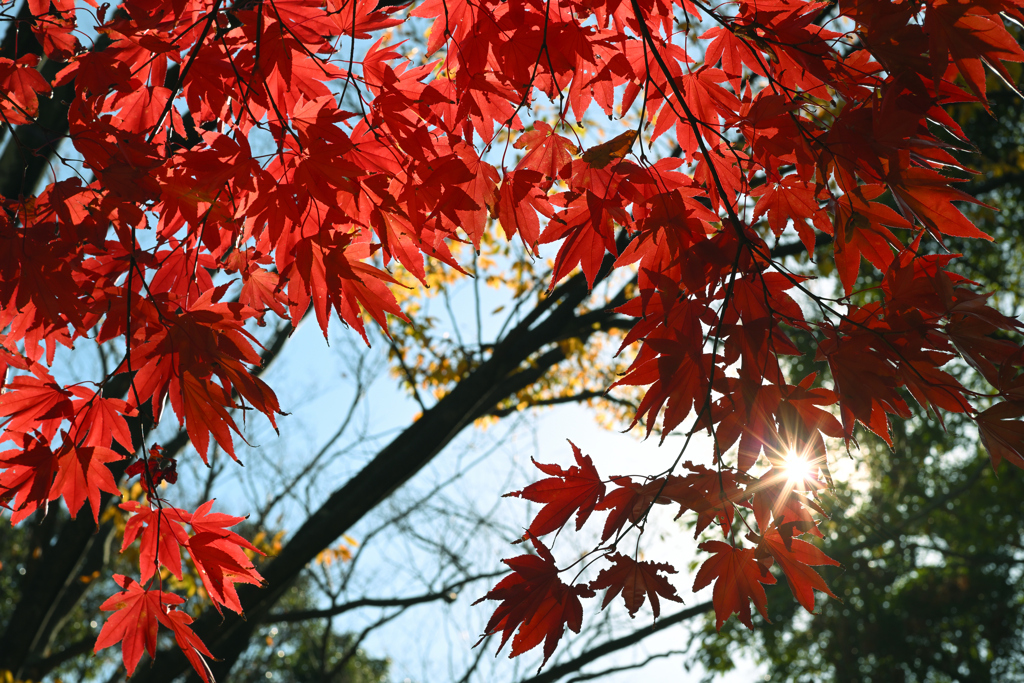 東京散策～江戸川区清新町01