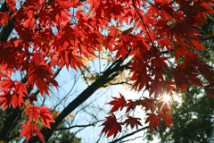 東京散策～江戸川区清新町01