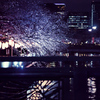 夜の東京散策～お江戸深川さくらまつり2025_06