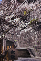 湯島天神梅まつり12