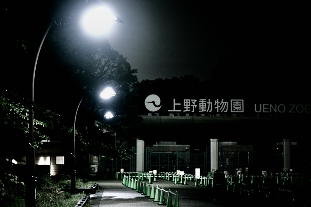 NIGHT ZOO