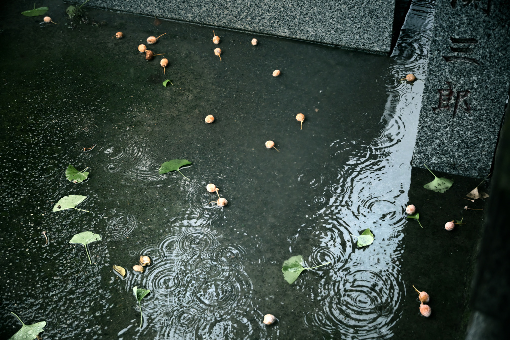 銀杏の実と水の波紋