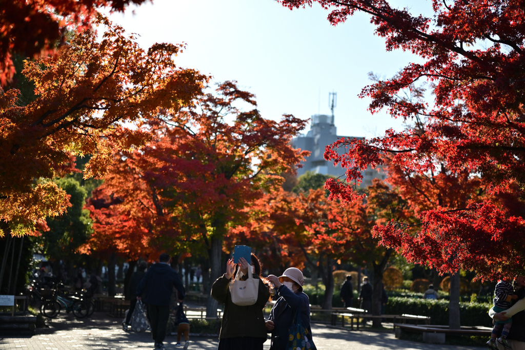 街の紅葉2024 05