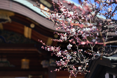 湯島天神梅まつり13