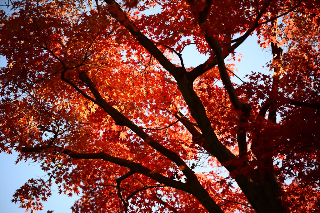 街の紅葉2024 03